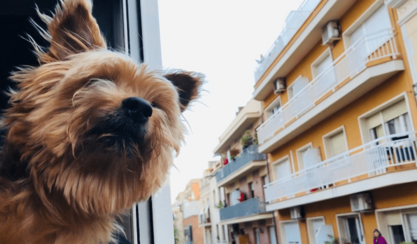 9 Errors to Keep away from When Touring with a Small Canine